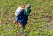 阿维哒螨灵的作用，毒性低、根部渗透性良好