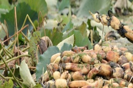 种植莲藕要哪些条件，每亩投资成本为6700元左右