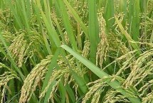 禾两优366水稻栽培技术要点，每亩插足基本苗4.5万以上