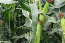 赤糯7号玉米栽培技术要点，中抗茎腐病17.9%MR