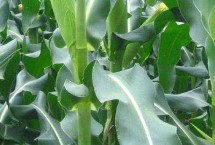 金玉2208玉米栽培技术要点，春播宜在4月上中旬播种