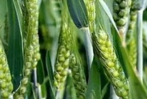 开麦1705小麦栽培技术要点，适宜播种期10月上中旬