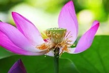 荷花是春天开还是夏天开，花期通常在6-9月左右