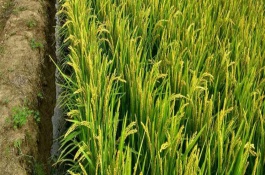 通育267水稻栽培技术要点，生育期间注意及时防治稻瘟病