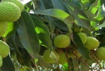 荔枝几月份成熟，气候和激素原因都会导致