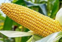 三北6017玉米栽培技术要点，中等肥力以上地块栽培