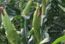 雷单907玉米栽培技术要点，中抗弯孢叶斑病