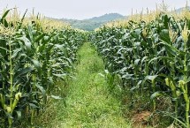 金育717玉米栽培技术要点，品种株型紧凑