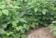 蒙科豆12大豆栽培技术要点，中等肥力地块亩保苗7万株
