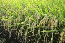 吉农大679水稻栽培技术要点，7月上中旬注意防治二化螟