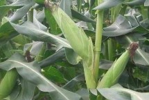 曌玉66玉米栽培技术要点，中抗大斑病