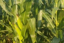 DK4136玉米栽培技术要点，密度4500株/亩左右