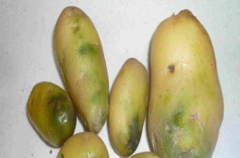 土豆怎么储存不发芽不变绿，土豆发绿后不宜食用