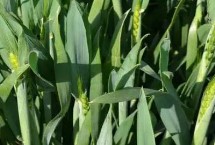 郑麦175小麦栽培技术要点，弱春性品种