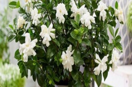 栀子花掉花骨朵的原因，主要是湿度过低、光照不足、施肥不当引起