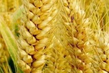温农301小麦栽培技术要点，每亩适宜基本苗18～20万