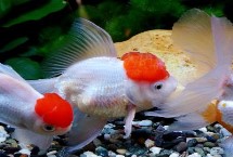 鱼一整晚缺氧是否会死亡，持续缺氧会浮头翻身直至死亡