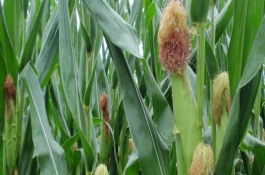 YN109玉米栽培技术要点，在适应区5月上旬播种