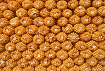 雄玉581玉米栽培技术要点，中抗灰斑病