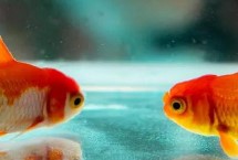 小金鱼能晒太阳吗，有条件的话尽量喂熟米