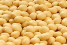 南春豆31大豆栽培技术要点，生育期平均95天