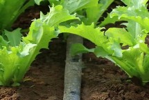 苦菊的种植时间，通常每亩用种2公斤左右