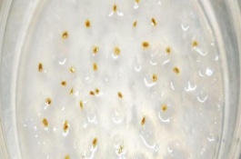 单倍体育种有性生殖还是无性生殖，步骤及结果不相同