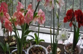 朱顶红花期后如何养护，在冬季的休眠期间进行修剪