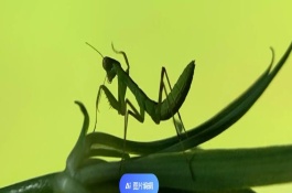 螳螂的品种有哪些，可以从体型、腹节数量等方面区分