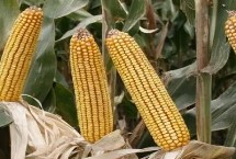 闽甜295玉米栽培技术要点，纹枯病接菌鉴定为中抗