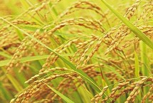 华农99水稻栽培技术要点，5月初播种