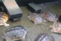 水龟有哪些品种，晒背可有效促进钙的吸收