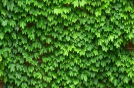 常春藤是不是攀援植物，是多年生常绿攀援灌木