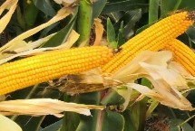 谷神玉3号玉米栽培技术要点，生育期129.0天