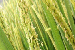 绥粳128水稻栽培技术要点，普通粳稻品种