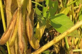 新鲜豆2号大豆栽培技术要点，选用中等肥力