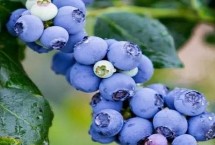 蓝莓坐果期施什么肥，移栽的幼苗通常在第二年便可挂果