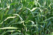 凯元830玉米栽培技术要点，适宜密度4500株/亩左右