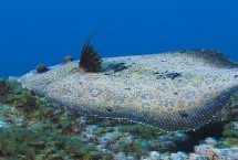 比目鱼的双眼天生就长在一侧吗，内陆地区是很难养殖成功