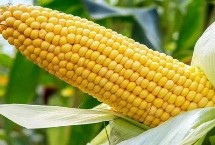 盛世1919玉米栽培技术要点，注意防治丝黑穗