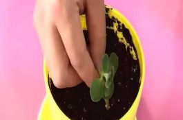 碰碰香怎么叶插，插一片叶子也可以活