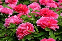 象征意义，有富贵吉祥之意