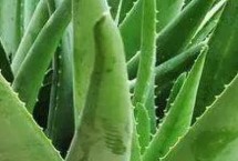 上盆，选择含腐殖质的弱酸性沙质土壤