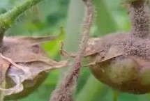 灰霉病的侵染途径，传播范围广、腐生能力强