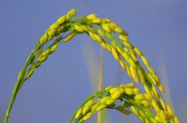 晶两优1686水稻栽培技术要点，秧田期注意施药防治稻飞虱