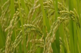 繁优609水稻栽培技术要点，籼型三系杂交水稻品种