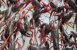 小龙虾相关介绍，野生个体吃底栖藻类、水生昆虫等食物