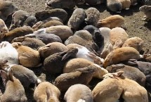 兔子在四个季节繁殖有啥特点，近亲繁殖往往会导致严重的生理缺陷