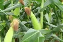 鑫满仓919玉米栽培技术要点，适宜播种期4月下旬至5月上旬