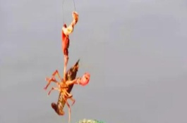 钓小龙虾用哪种肉，鸡肝、鸭肠、蚯蚓等饵料都是适宜选择